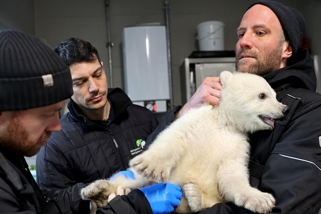 Einen Namen hat das Tier bisher nicht....ls zur Namenssuche soll es bald geben.  | Foto: Timo Deible/Zoo Karlsruhe/dpa