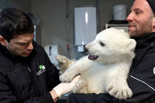 Der kleine Eisb&auml;r erweist sich schon als b&auml;renstark.  | Foto: Timo Deible/Zoo Karlsruhe/dpa