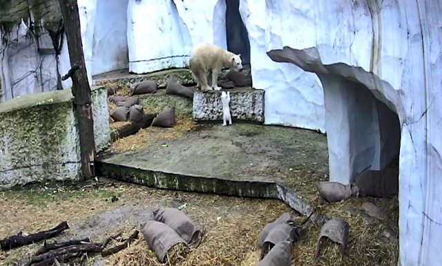 Der kleine B&auml;r erkundet seine Umwelt.  | Foto: Timo Deible/Zoo Karlsruhe/dpa