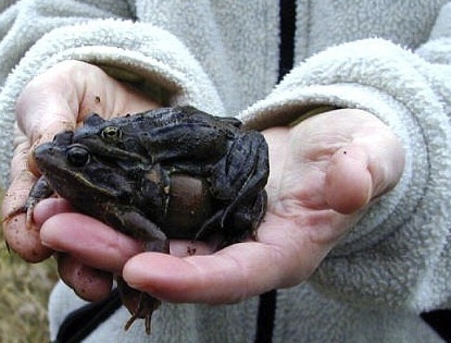 Grasfrsche auf der Hand eines Helfers  | Foto: BUND Hochrhein