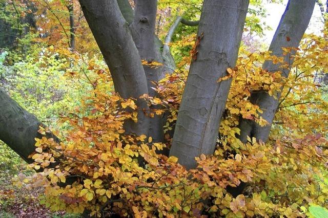 Die Vernetzung der Biotope in Weil am Rhein  bleibt ein wichtiges Ziel