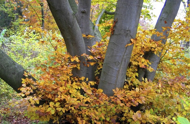 Auch alte Buchen sind oft Biotope  | Foto: Jutta Schtz