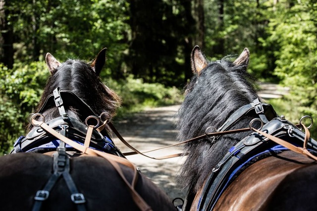 Im Grnen: Kutsche fahren im Schwarzwald  | Foto: Andreas Wedel, stock.adobe.com