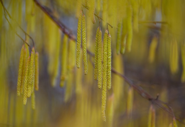 Menschen mit einer Haselpollen-Allergi...ml;nnten bereits Symptome sp&uuml;ren.  | Foto: Patrick Pleul/dpa