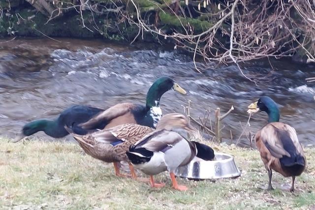 Ente gut, alles gut –  eine Kirchzartener Familie hat ihre vermissten Laufenten wieder