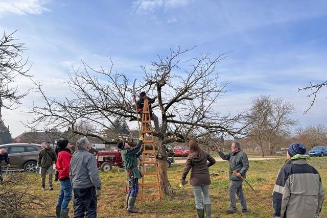 Wie Streuobstwiesen in Kappel-Grafenhausen wiederbelebt werden