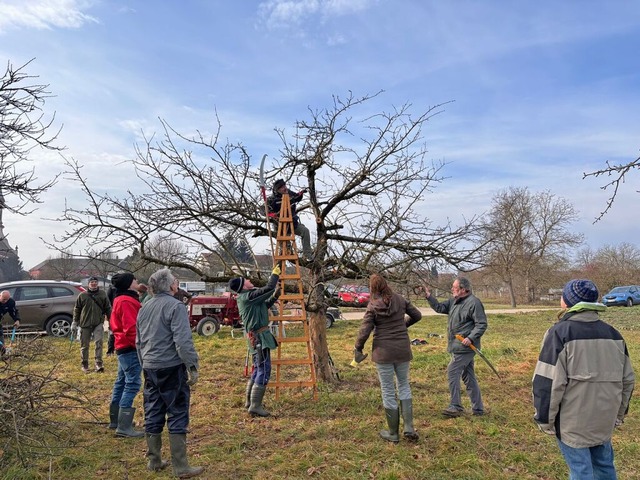 Ein Apfelbaum wird durch gezielte Schnitte revitalisiert.  | Foto: Erika Sieberts