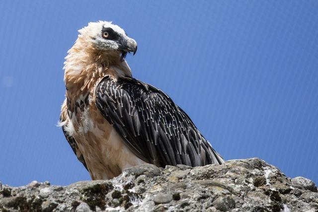 Windrder knnen Gefahr fr Bartgeier in den Alpen sein