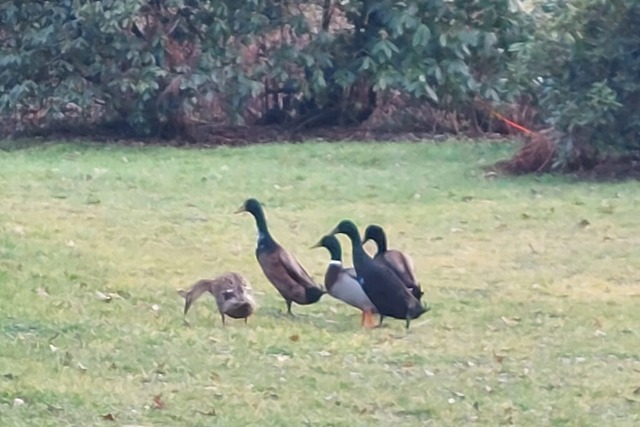 Der Bach hat sie mitgenommen, aber nun...ten der Familie Bohny aus Kirchzarten.  | Foto: Ursula Bohny