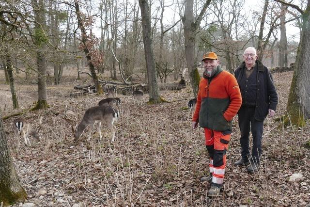 Hartheim hlt Damwild als Attraktion fr Besucher des Rheinwalds