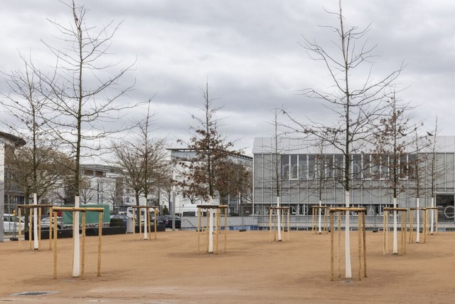 Noch etwas kahl, aber bald eine &quot;... Bume auf dem Maria-von-Rudloff-Platz  | Foto: Maximo-Hans Musielik