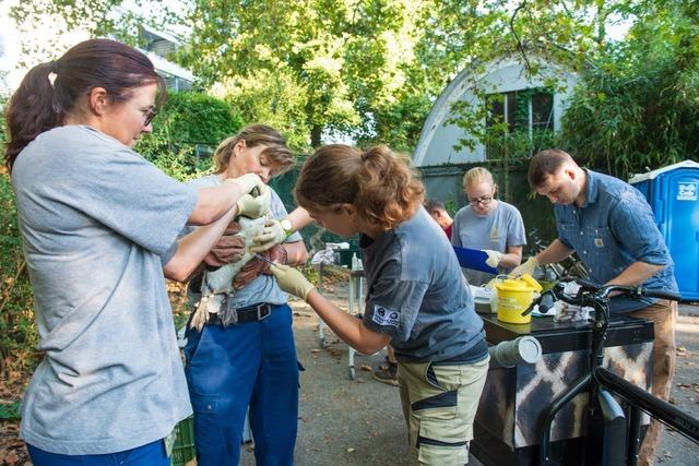 Tierarzt vom Basler Zoo zur Vogelgrippe: "Wir sitzen ein bisschen auf einem Pulverfass"