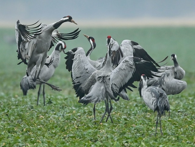 Spr&uuml;nge, aufgeregtes Fl&uuml;gels...in imposantes Schauspiel. (Archivbild)  | Foto: Patrick Pleul/dpa-Zentralbild/ZB