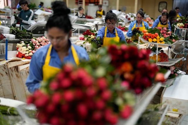 Auch in Kolumbien werden Schnittblumen produziert. (Archivbild)  | Foto: Fernando Vergara/AP/dpa