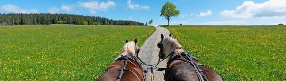 Hier kann man Kutsche fahren