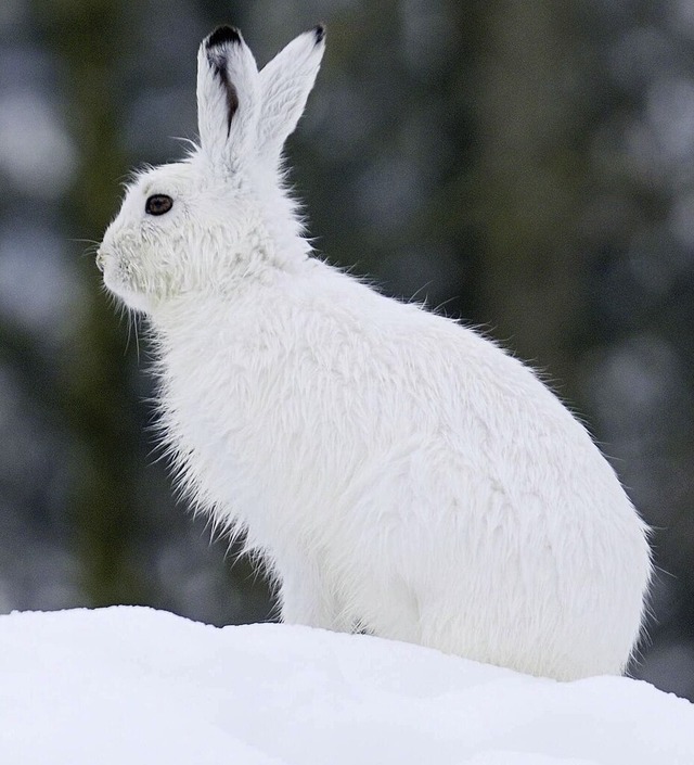 <ppp> im Winter ist der Alpenschneehase wei.</ppp>  | Foto: stock&people (IMAGO)