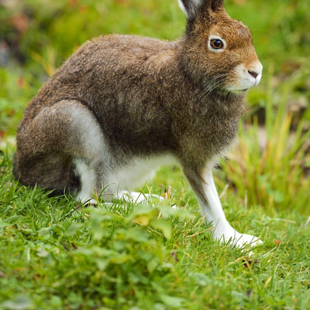 Im Sommer ist sein Fell braun,<ppp></ppp>  | Foto: stock&people (IMAGO)