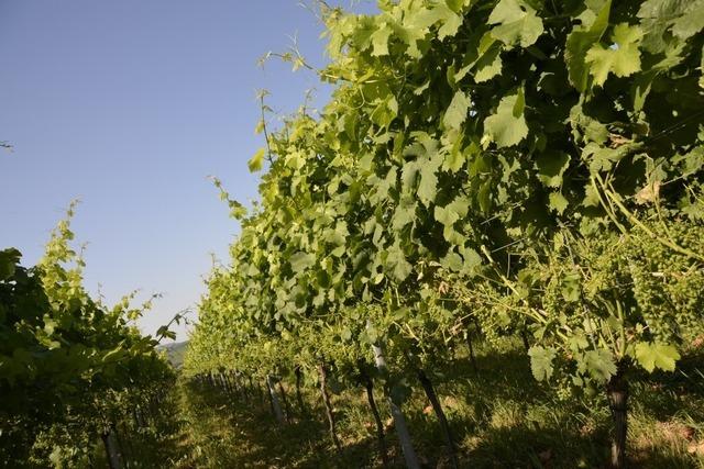 Noch nie hatte die Winzergenossenschaft Friesenheim eine so schlechte Ernte wie im Weinjahr 2024