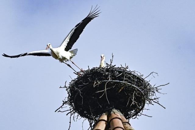 Der Storchenturm ist wieder bewohnt