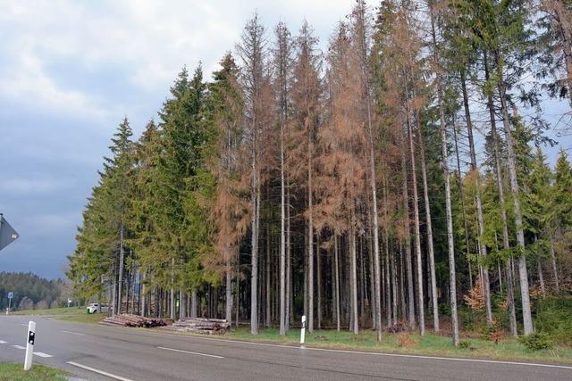 Kferbefall im Gemeindewald von Hchenschwand geht zurck