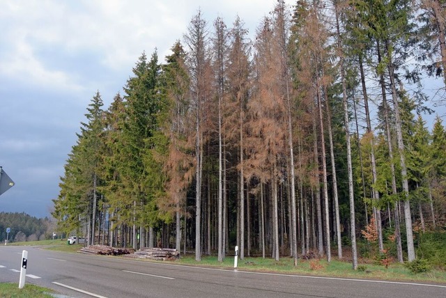 Im Gemeindewald Hchenschwand spielt Schadholz eine groe Rolle.  | Foto: Stefan Pichler