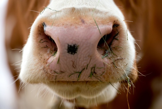 Nach einem neuen Beschluss des Verwalt... Rinderstalls neu planen. (Symbolbild)  | Foto: Sven Hoppe/dpa