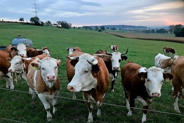 Bei Bad Bellinger Landesbauerntag wird Untersttzung fr Landwirte gefordert