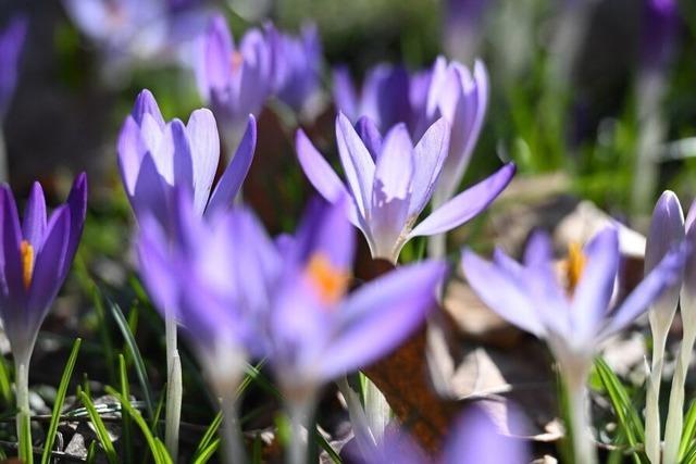 Frhblher: Wer klug st, hat schon im Winter bunte Tupfen im Garten