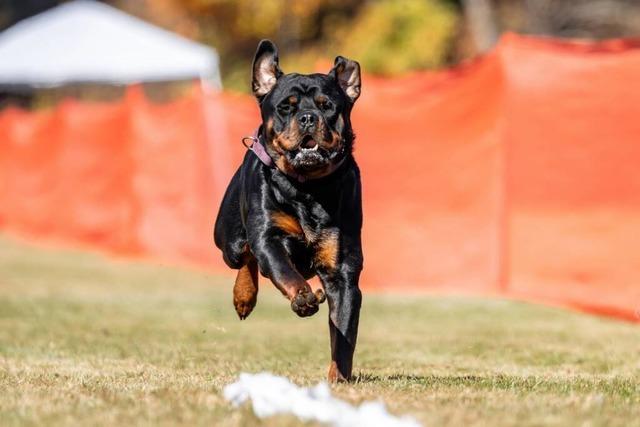 Beiattacke von Rottweilern in Schallstadt: Hundehalter wird wegen Krperverletzung verurteilt