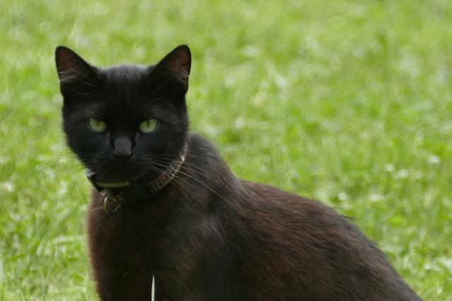 Dreibeinige Katze in Freiburg am Straenrand ausgesetzt