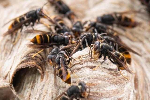 Wer im Kreis Lrrach Asiatische Hornissen entdeckt, sollte es melden