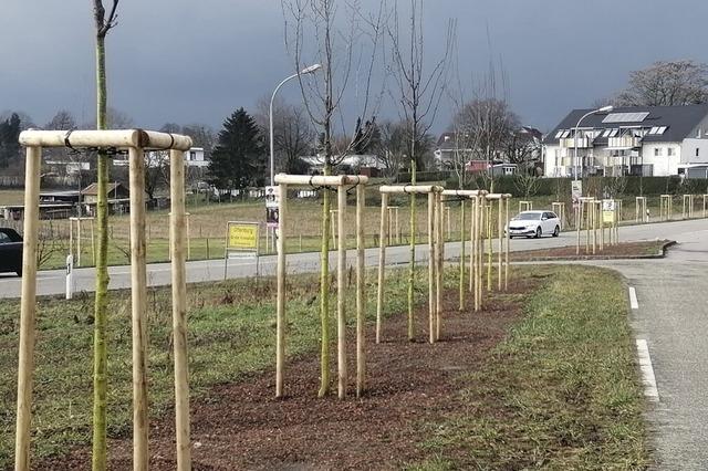 Viel Aufwand fr Offenburgs Stadtbume