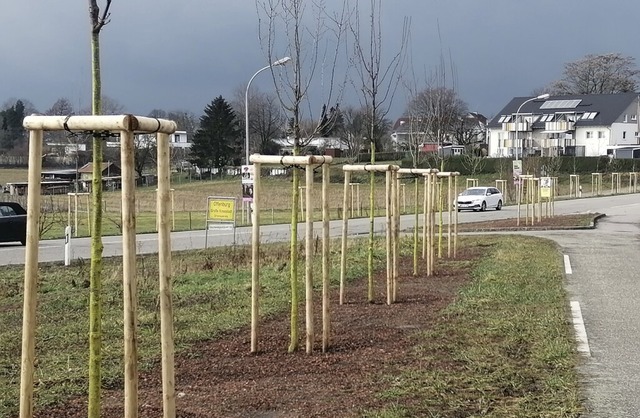 Aufwertung des Stadteingangs Ortenberger Strae mit neuen Bumen.  | Foto: Winfried Kninger