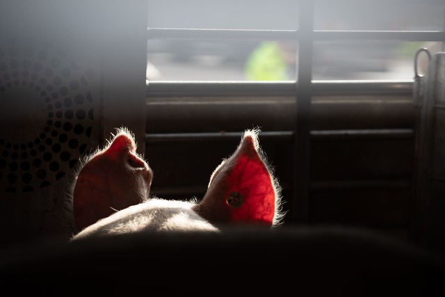 Lebende Tiere sollen auf Transportern ...er gesch&uuml;tzt werden (Symbolbild).  | Foto: Friso Gentsch/dpa