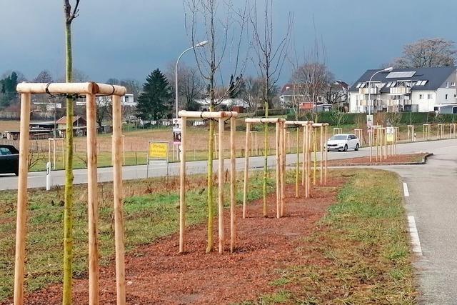 Viel Aufwand fr Offenburgs Stadtbume