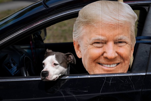 Hund Nala muss im Auto neben einem Pap...en US-Pr&auml;sidenten Trump bejubelt.  | Foto: Ben Curtis/AP/dpa