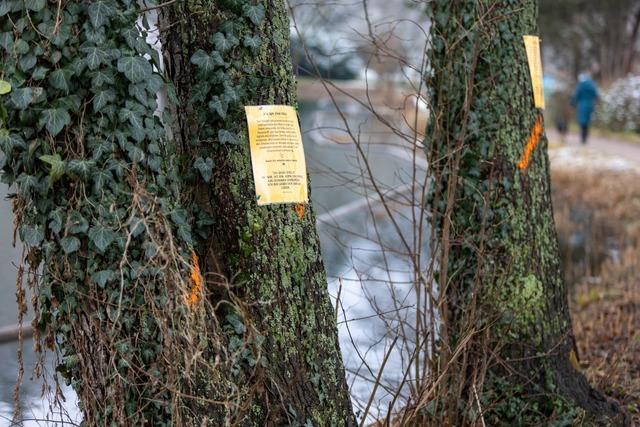 In Waldkirch gibt es Protest gegen eine geplante Baumfll-Aktion am Stadtrainsee