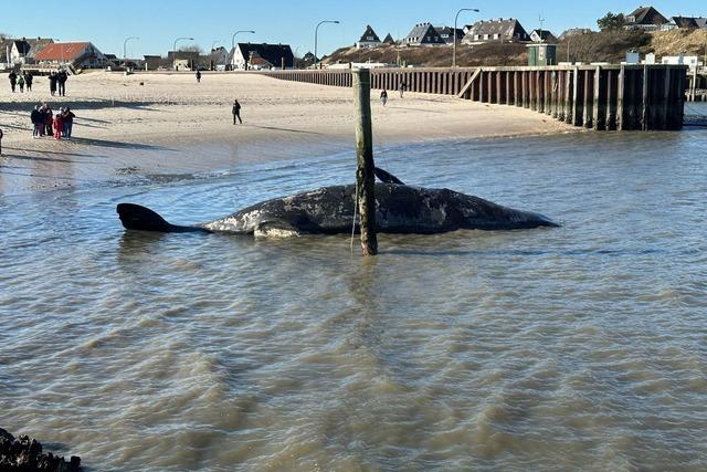 Toter Pottwal am Strand von Sylt droht zu explodieren