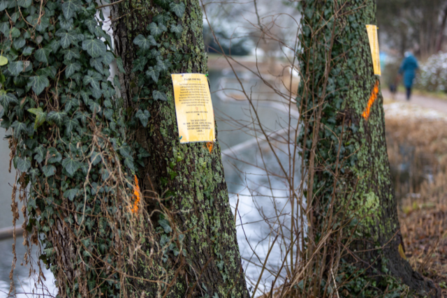 In Waldkirch gibt es Protest gegen eine geplante Baumfll-Aktion