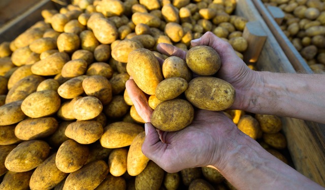 Werden sie mal Pommes, P&uuml;ree oder...Lea in den H&auml;nden. (Foto: Archiv)  | Foto: Philipp Schulze/dpa