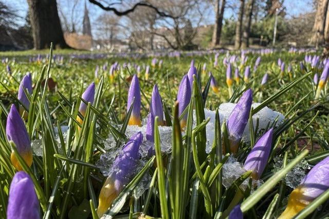 Hhere Temperaturen in Sicht – am Freitag bis zu 17 Grad in Sdbaden