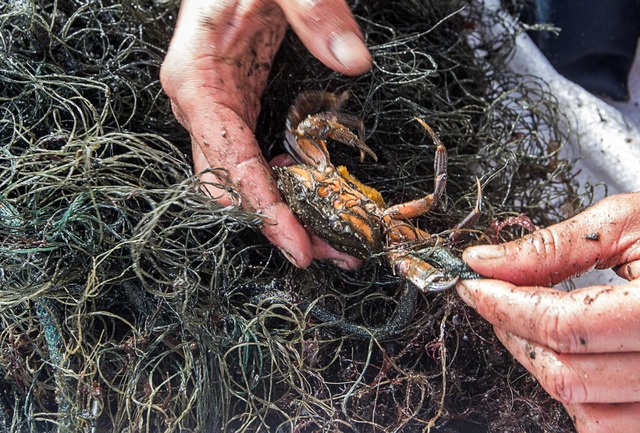 Meeresbiologin Gabriele Dederer pult e...tz und wirft ihn zurck in die Ostsee.  | Foto: Jens Bttner (dpa)