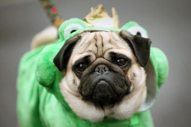 Weil ein Mops kein Frosch sein will: Tiere stehen nicht auf Fasnet