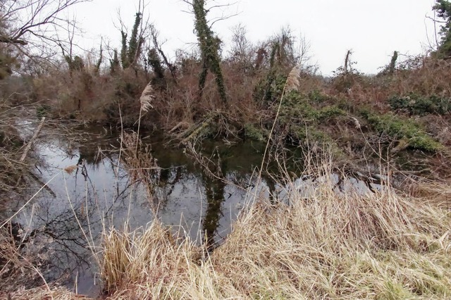 Die Uferzone am Weisweiler Brunnenwass...e eines Pflegeeinsatzes freier werden.  | Foto: Ilona Hge