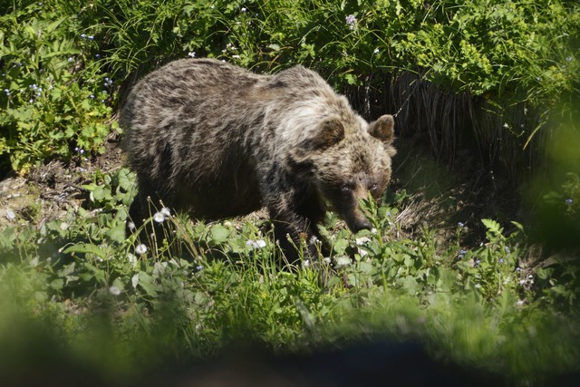 Ein Braunb&auml;r in einem slowakische... lebende Braunb&auml;ren. (Archivbild)  | Foto: Milan Kapusta/tasr/dpa