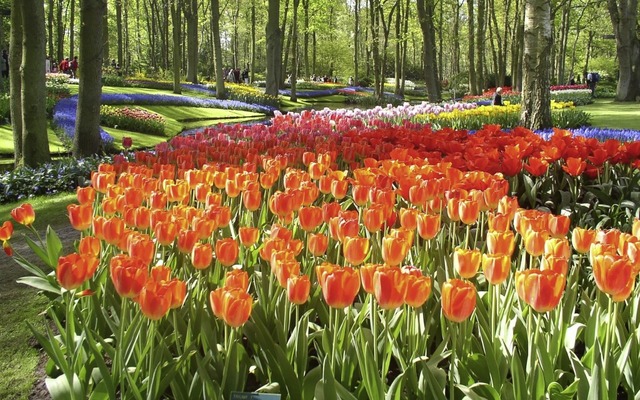 Tulpenblte im Keukenhof in Holland &#...nlass fr eine Gartenreise mit dem Bus  | Foto: Albert Greiner 