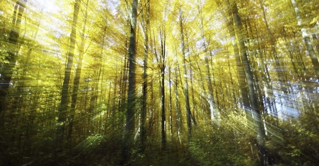 Der Gemeinderat hat ber den Waldweg im Bergwald entschieden.  | Foto: Ronald Wittek