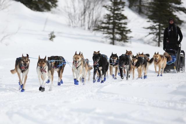 Iditarod-Rennen: Wegen Schneemangels in Alaska neue Route