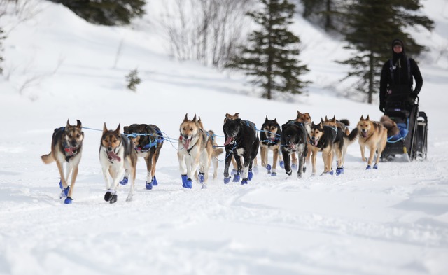 Wegen Schneemangels in Alaska wird die...iesem Jahr ge&auml;ndert. (Archivbild)  | Foto: Christy Prosser/ZUMA Press Wire/dpa