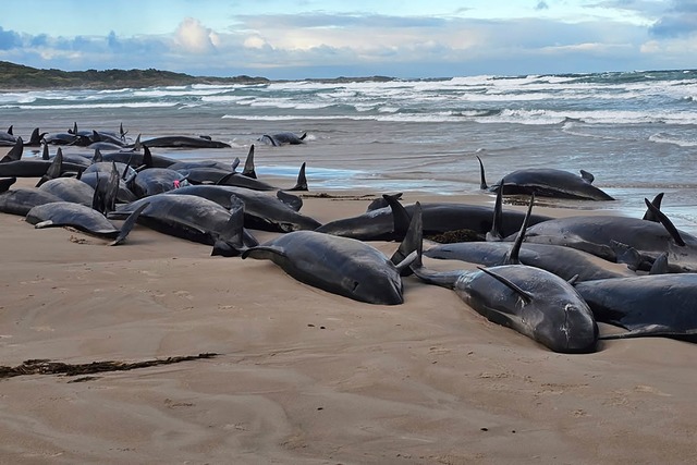 Warum die Kleinen Schwertwale strandeten, ist noch unklar.  | Foto: Jocelyn Flint/Jocelyn Flint/AP/dpa